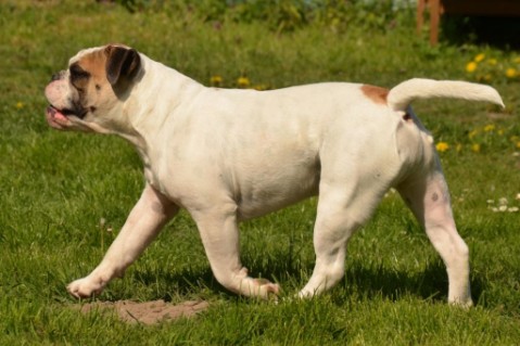 Continental Bulldog Friedwart bei den Seeblickbulls